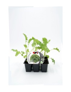 Col Kale Híbrida Winterbor F1 6ud Pack de Verduras Frescas y Nutritivas 2