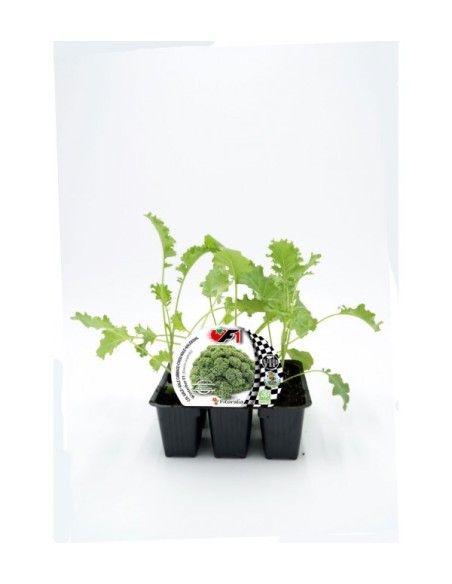 Col Kale Híbrida Winterbor F1 6ud Pack de Verduras Frescas y Nutritivas
