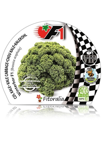 Col Kale Híbrida Winterbor F1 6ud Pack de Verduras Frescas y Nutritivas