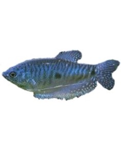 TRICHOGASTER TRICHOPTERUS SUMATRA