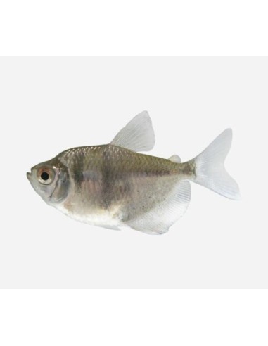 GYMNOCORYMBUS TERNETZI 2.5-3CM