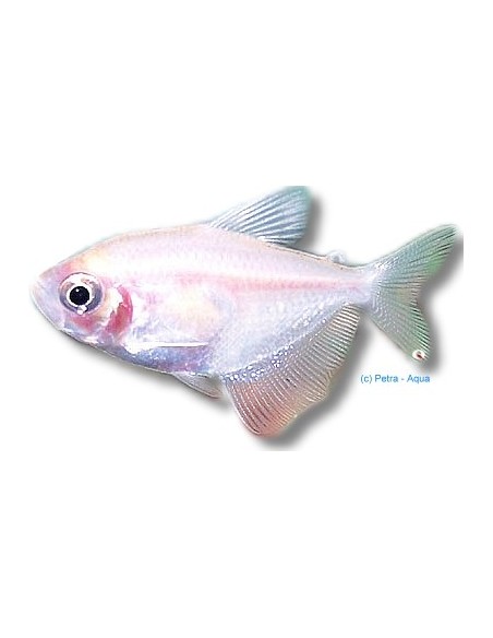 GYMNOCORYMBUS TERNETZI GOLD 2-3CM