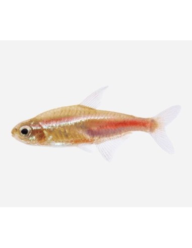 NEON INNESI YELLOW 2-2,5CM