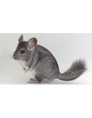 CHINCHILLA LANIGERA