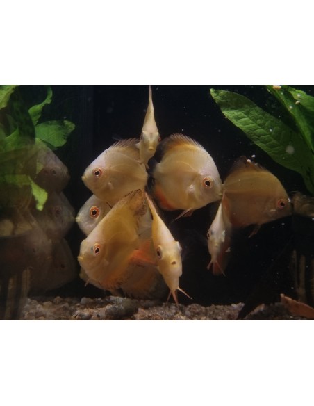 DISCO GOLDEN MELON 4-5CM