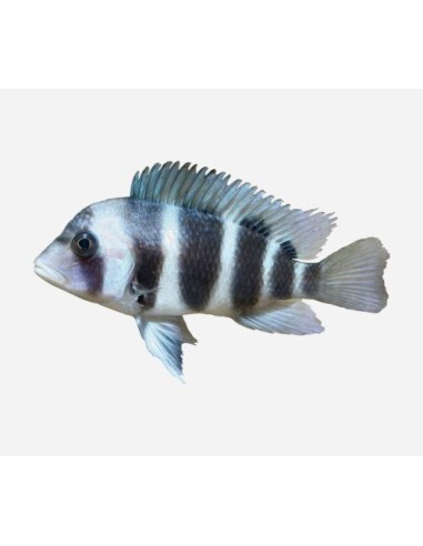 CYPHOTILAPIA FRONTOSA 3-3.5CM
