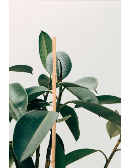 Tutor de Bambú 90x8/10 mm 4 unds para plantas jardines huertos macetas