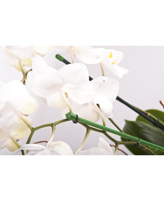 Tutor de Bambú Plastificado 60 cm 25 uds Soporte para Plantas Jardín Huerto