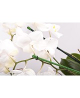 Tutor de Bambú Plastificado 60 cm 25 uds Soporte para Plantas Jardín Huerto