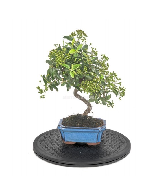 Torno Redondo 300 mm Mistral | Herramienta Precisa para Bonsáis y Jardinería | Endanea Garden