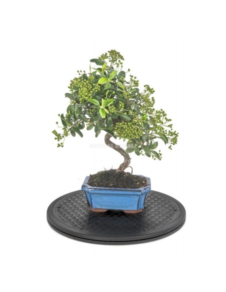 Torno Redondo 300 mm Mistral | Herramienta Precisa para Bonsáis y Jardinería | Endanea Garden