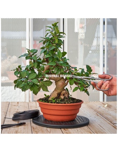 Torno Redondo 300 mm Mistral | Herramienta Precisa para Bonsáis y Jardinería | Endanea Garden