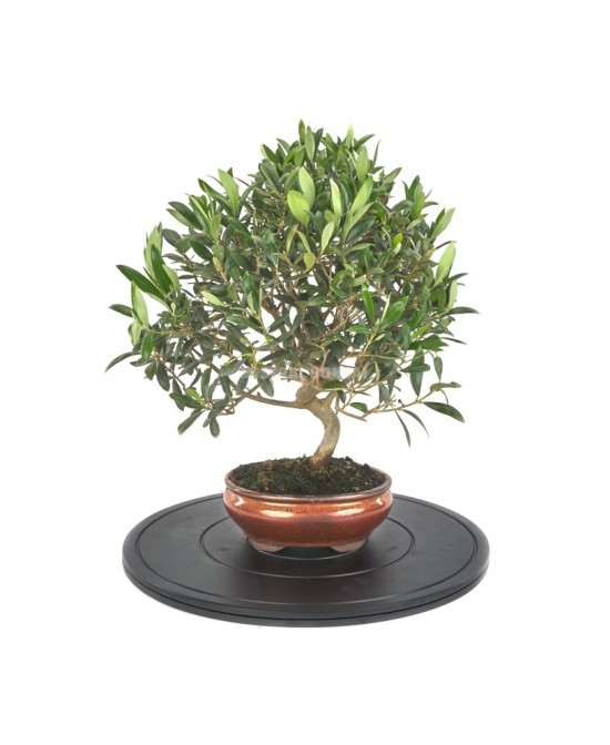 Torno Redondo 400 mm Mistral para Bonsáis Jardinería y Manualidades