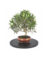Torno Redondo 400 mm Mistral para Bonsáis Jardinería y Manualidades