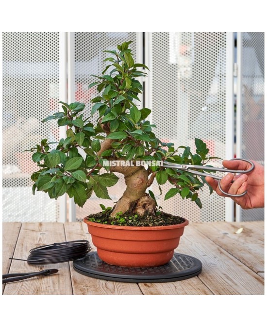 Torno Redondo 400 mm Mistral para Bonsáis Jardinería y Manualidades