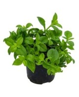 APTENIA CORDIFOLIA