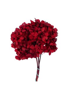 Hortensia Rojo 20/30 Planta Ornamental de Jardín y Terraza