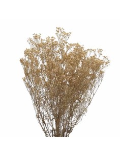 Gypsófila Crema 40/60 Planta Ornamental para Jardín Terraza y Macetero