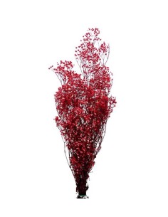 Gypsófila Pastel Rosa 40/60 Planta Ornamental Elegante para Jardín y Terraza