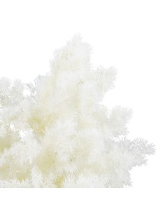 Ming Fern Blanco 30/50 Planta Ornamental Elegante y Fácil de Cuidar