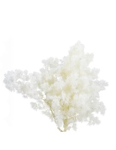 Ming Fern Blanco 30/50 Planta Ornamental Elegante y Fácil de Cuidar 2