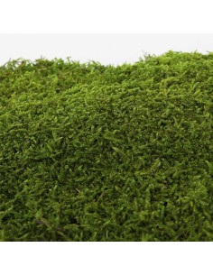Moss Flat Green Bulk 2.5KG Musgo Natural para Jardinería Decoración Terrarios