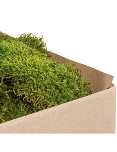 Moss Flat Green Bulk 2.5KG Musgo Natural para Jardinería Decoración Terrarios 2