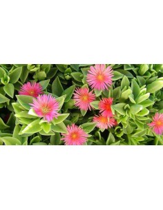 APTENIA CORDIFOLIA 2