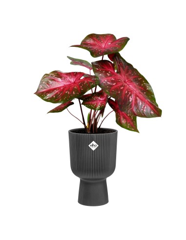 Maceta moderna 14 cm color antracita | Interior y exterior | Endanea Garden