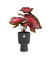 Maceta moderna 14 cm color antracita | Interior y exterior | Endanea Garden