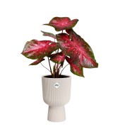 Maceta grande 30 cm blanco lino | Interior y exterior | Endanea Garden