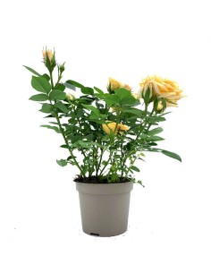 Rosal Mix  Rosales Coloridos, Fragantes y de Fácil Cuidado | Endanea Garden

