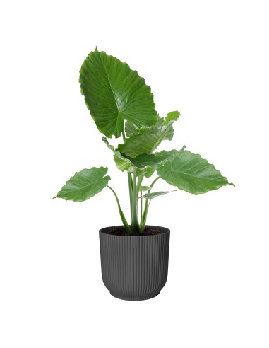 Maceta Vibes Fold Redonda 30cm Antracita Comprar Endanea Garden