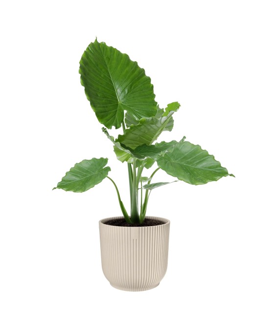 Maceta Vibes Fold Redonda 30cm Blanco Lino Comprar Endanea Garden