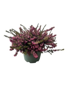 Erica Darleyensis Kramers Rote M17 Brezo Invierno Flor Roja