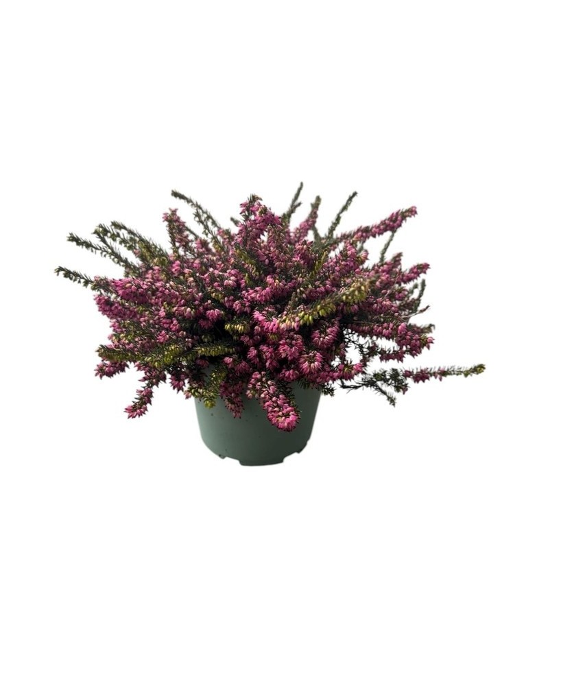 Erica Darleyensis Kramers Rote M17 Brezo Invierno Flor Roja