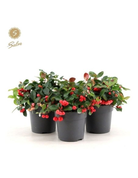 Gaultheria Procumbens Big Berry M12 Bayas Rojas Comprar