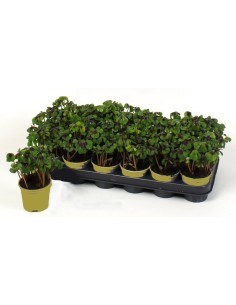 Oxalis Deppei M9 Trebol de la Suerte Comprar Planta Cuatro Hojas