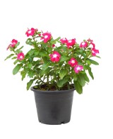 Catharanthus Roseus | Vinca de Madagascar con Flores Vibrantes y Resistente

