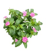 Catharanthus Roseus | Vinca de Madagascar con Flores Vibrantes y Resistente

