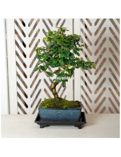 Plato Bonsái Plástico Mistral 18x12x3cm | Accesorio para Bonsáis en Endanea Garden