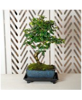 Plato Bonsái Plástico Mistral 18x12x3cm | Accesorio para Bonsáis en Endanea Garden

