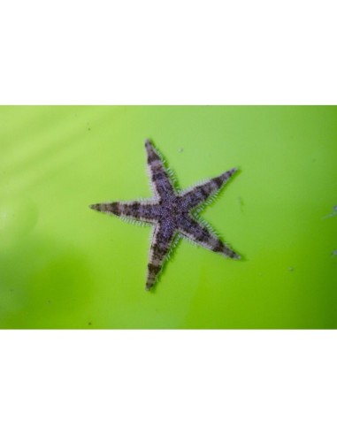 ASTROPECTEN SAND STAR
