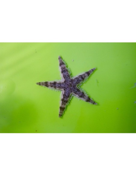 ASTROPECTEN SAND STAR