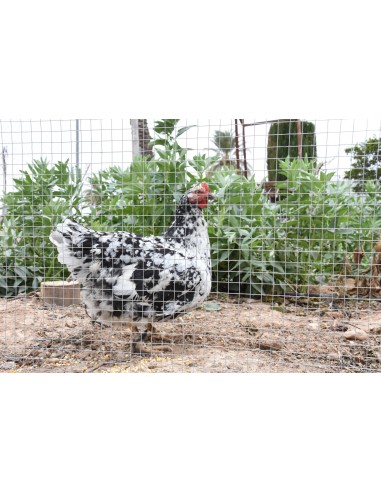 Malla Cuadrada Galvanizada 1x5 m 19 mm para Jardín y Bricolaje | Endanea Garden