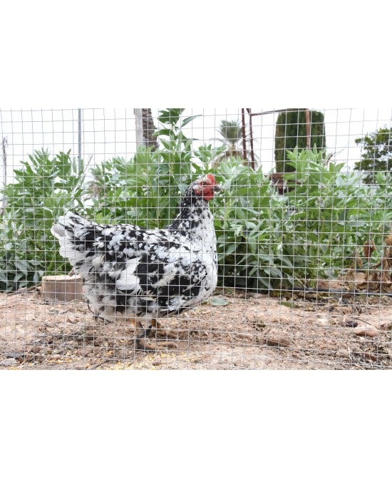 Malla Cuadrada Galvanizada 0.5x10 m 6 mm para Jardín y Bricolaje | Endanea Garden