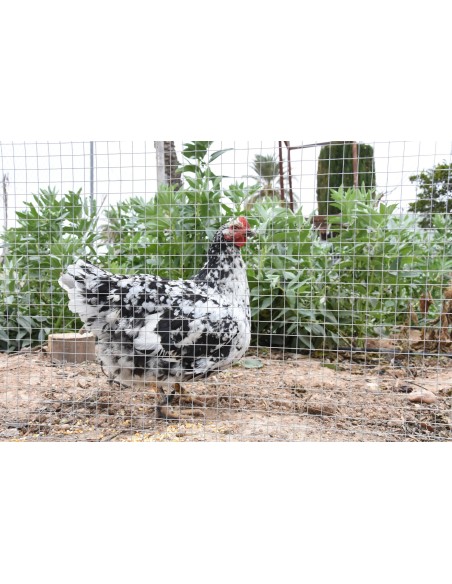 Malla Cuadrada Galvanizada 0.5x10 m 6 mm para Jardín y Bricolaje | Endanea Garden