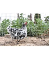 Malla Cuadrada Galvanizada 0.5x10 m 6 mm para Jardín y Bricolaje | Endanea Garden