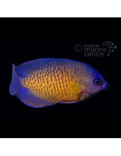 CENTROPYGE BISPINOSUS ME