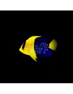 CENTROPYGE BICOLOR M